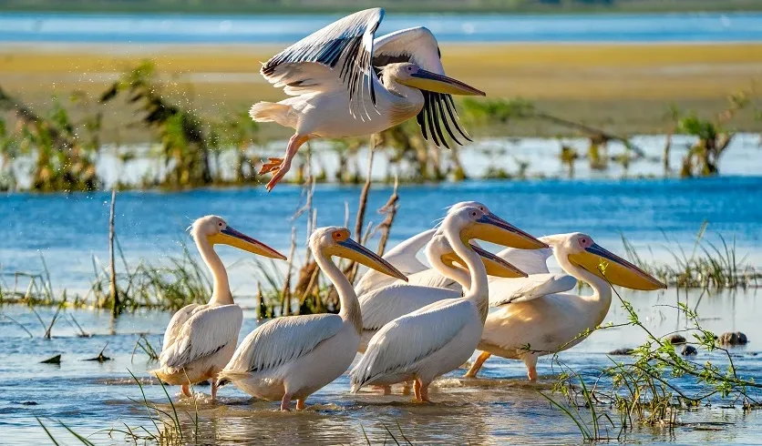 Dobrogea - Delta dunarii